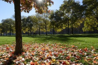 Le brunissement précoce est un signe de stress des arbres (archives).